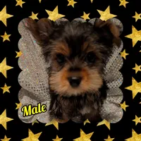 Yorkies, a female Yorkshire Terrier for sale in London, KY – Photo 8 of 10