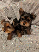 Yorkies, a female Yorkshire Terrier for sale in London, KY – Photo 2 of 10