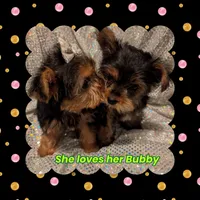Yorkies, a female Yorkshire Terrier for sale in London, KY – Photo 5 of 10