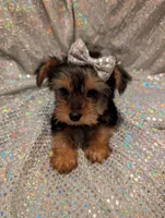 Yorkies, a female Yorkshire Terrier for sale in London, KY – Photo 3 of 10
