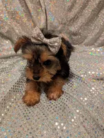 Yorkies, a female Yorkshire Terrier for sale in London, KY – Photo 10 of 10