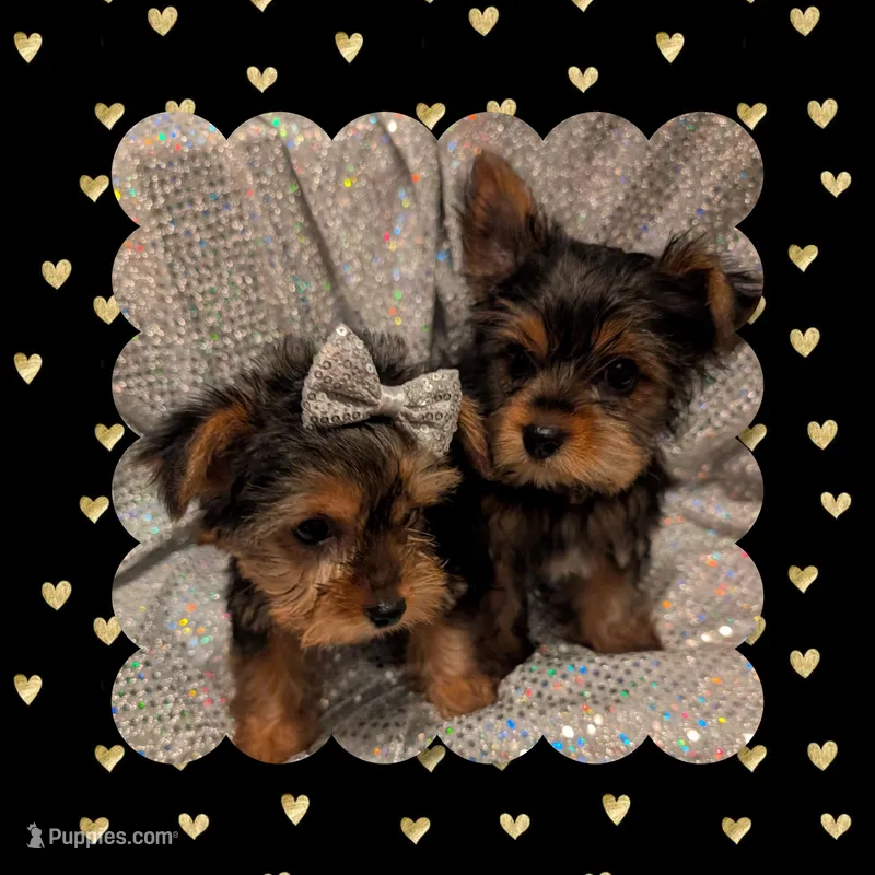 Yorkies, a female Yorkshire Terrier for sale in London, KY – Photo 1 of 10