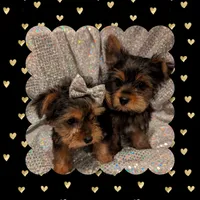 Yorkies, a female Yorkshire Terrier for sale in London, KY – Photo 1 of 10