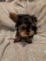 Yorkies, a female Yorkshire Terrier for sale in London, KY – Photo 7 of 10