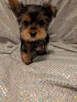 Yorkies, a female Yorkshire Terrier for sale in London, KY – Photo 4 of 10