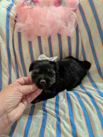 Macy , a female Morkie for sale in London, KY – 10 of 10