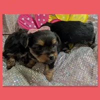 Scarlett , a female Yorkipoo for sale in London, KY – Photo 9 of 10