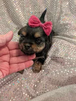 Scarlett , a female Yorkipoo for sale in London, KY – Photo 6 of 10