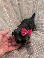 Scarlett , a female Yorkipoo for sale in London, KY – Photo 4 of 10