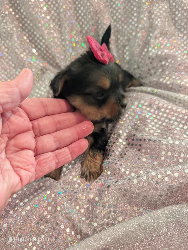 Scarlett  – Yorkipoo puppy for sale in London, KY