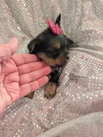 Scarlett , a female Yorkipoo for sale in London, KY – Photo 1 of 10