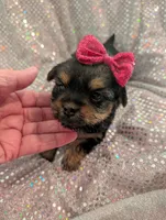 Scarlett , a female Yorkipoo for sale in London, KY – Photo 3 of 10