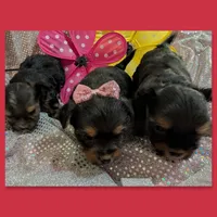 Scarlett , a female Yorkipoo for sale in London, KY – Photo 8 of 10