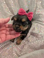 Scarlett , a female Yorkipoo for sale in London, KY – Photo 2 of 10