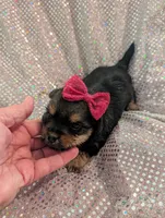 Scarlett , a female Yorkipoo for sale in London, KY – Photo 7 of 10