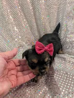 Scarlett , a female Yorkipoo for sale in London, KY – Photo 5 of 10