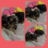 Scarlett , a female Yorkipoo for sale in London, KY – Photo 10 of 10