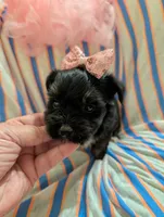 Sadie, a female Morkie for sale in London, KY – 3 of 9