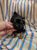 Puppers, a male Morkie for sale in London, KY – 5 of 9