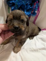 Hershey , a male Morkie for sale in London, KY – 6 of 10