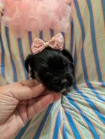 Sadie, a female Morkie for sale in London, KY – 2 of 9