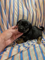 Harley, a male Morkie for sale in London, KY – 7 of 10