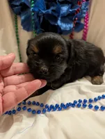 Harley, a male Morkie for sale in London, KY – 4 of 10