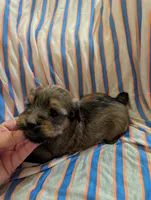 Hershey , a male Morkie for sale in London, KY – 3 of 10