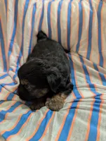 Puppers, a male Morkie for sale in London, KY – 8 of 9