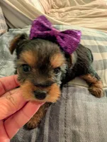 Lady, a female Yorkshire Terrier for sale in London, KY – Photo 3 of 10