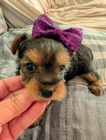 Lady, a female Yorkshire Terrier for sale in London, KY – Photo 10 of 10