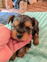 Lady, a female Yorkshire Terrier for sale in London, KY – Photo 9 of 10