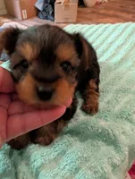 Lady, a female Yorkshire Terrier for sale in London, KY – Photo 7 of 10