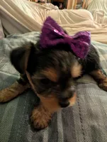 Lady, a female Yorkshire Terrier for sale in London, KY – Photo 5 of 10
