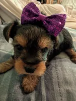 Lady, a female Yorkshire Terrier for sale in London, KY – Photo 2 of 10