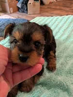 Lady, a female Yorkshire Terrier for sale in London, KY – Photo 6 of 10