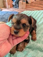 Lady, a female Yorkshire Terrier for sale in London, KY – Photo 8 of 10
