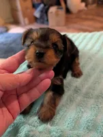Lady, a female Yorkshire Terrier for sale in London, KY – Photo 4 of 10
