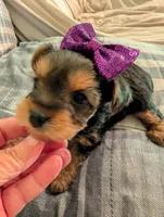 Lady, a female Yorkshire Terrier for sale in London, KY – Photo 1 of 10