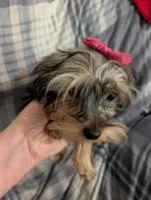 Maggie , a female Yorkshire Terrier for sale in London, KY – 2 of 8