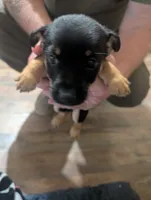 Happy, a male Chorkie for sale in London, KY – 3 of 6