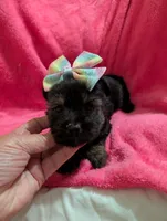 Sadie, a female Morkie for sale in London, KY – 8 of 10