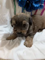 Hershey , a male Morkie for sale in London, KY – 10 of 10
