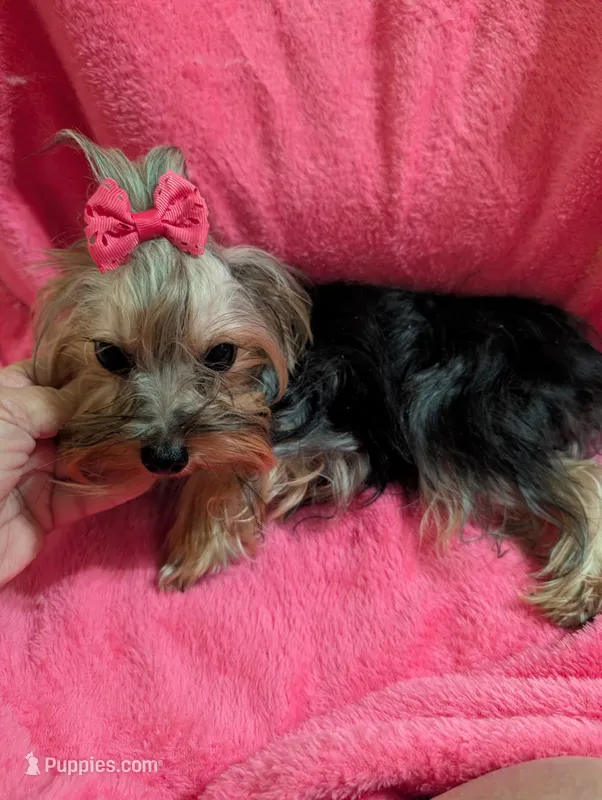 Maggie  – Yorkshire Terrier puppy for sale in London, KY