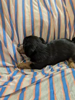 Harley, a male Morkie for sale in London, KY – 9 of 10