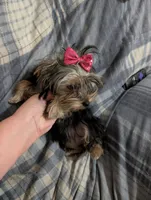 Maggie , a female Yorkshire Terrier for sale in London, KY – 10 of 10