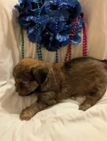 Hershey , a male Morkie for sale in London, KY – 4 of 10