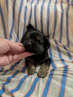 Puppers, a male Morkie for sale in London, KY – 4 of 9