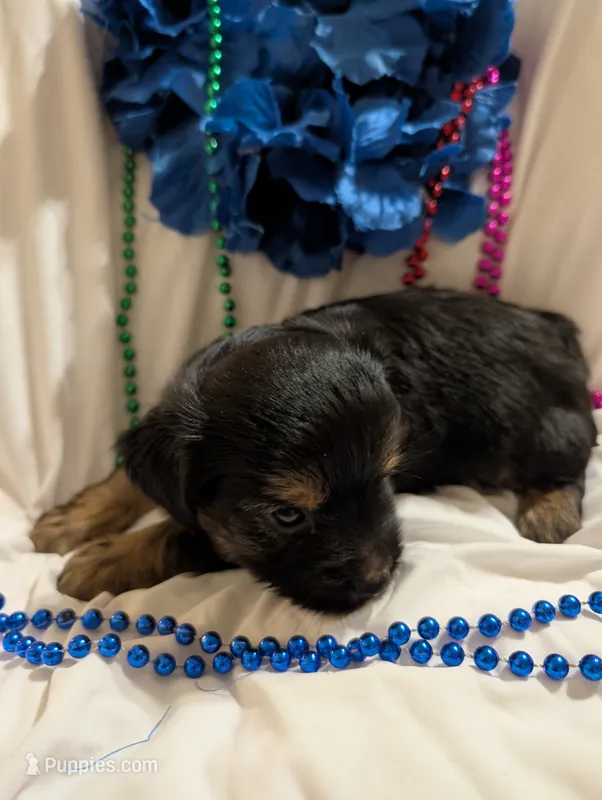 Harley – Morkie puppy for sale in London, KY