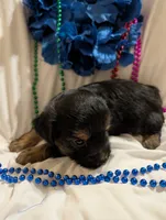 Harley, a male Morkie for sale in London, KY – 1 of 10